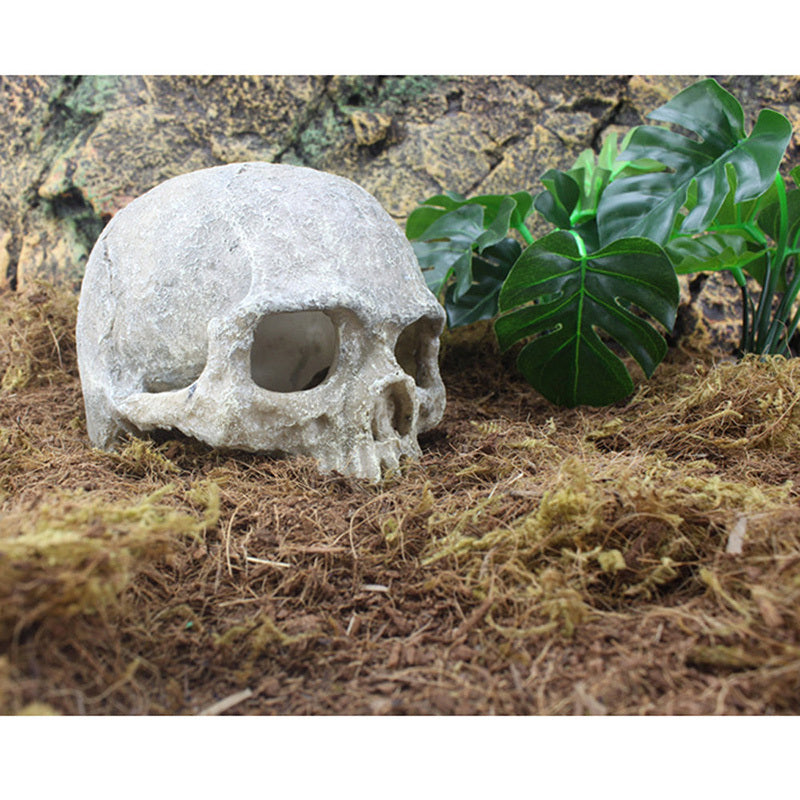 Skull Tank Aquarium Landscape