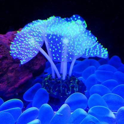 Luminous Anemone Aquarium Landscaping