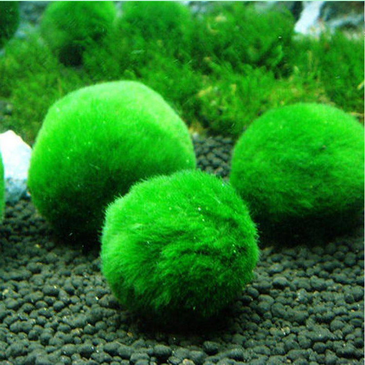 Seaweed Plastic Ball Aquarium Landscaping