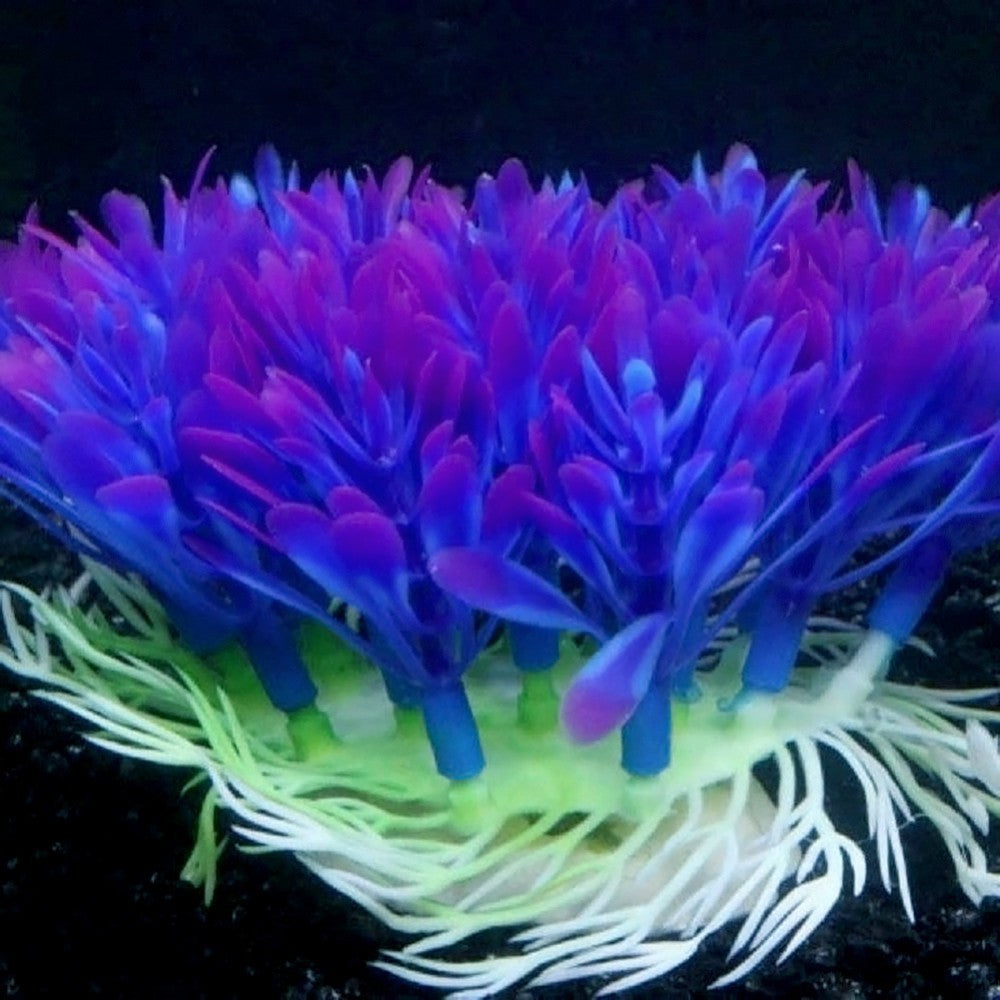 Purple Blue Aquarium Plant