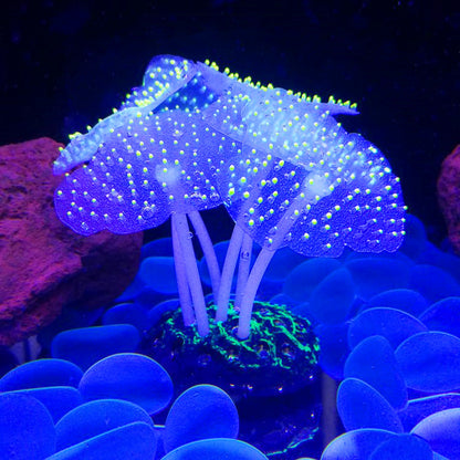 Luminous Anemone Aquarium Landscaping