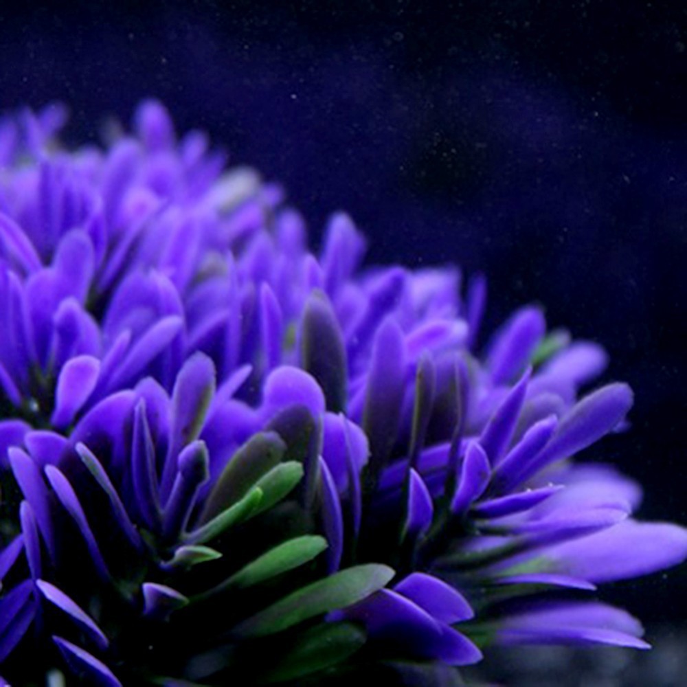 Purple Blue Aquarium Plant